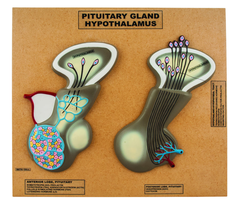 Eisco Labs Enlarged Pituitary Gland & Hypothalamus Model – Hand-Painted Human Brain Anatomy Teaching Tool