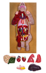 Pig Dissection Model – Anatomy Teaching Aid with Visible Internal Organs, Mounted on Base with English Key Card (56 x 30 x 7 cm)