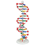 United Scientific® Pre-Assembled DNA Model – Rotating 16 Base Pair Double Helix Classroom Demonstration Kit, 24" Height