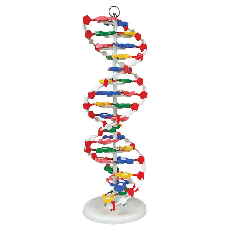 United Scientific® Pre-Assembled DNA Model – Rotating 16 Base Pair Double Helix Classroom Demonstration Kit, 24" Height