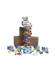 United Scientific® DNA Model Kit – Includes 1 Assembled & 3 Unassembled Models + Downloadable Activity Guide – Hands-On DNA Structure STEM Learning Tool