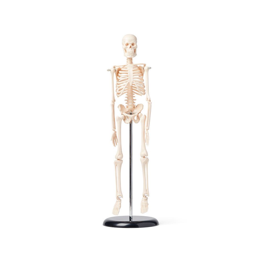 Human Skeleton Model – 42cm Miniature Anatomical Skeleton with Articulated Limbs, Jaw & Stand