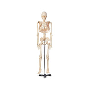 United Scientific® 85cm Human Skeleton Model – Half-Size Anatomical Teaching Skeleton with Metal Stand