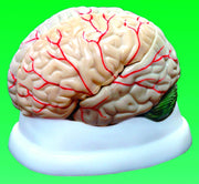 United Scientific® 3-Part Human Brain Model – Life-Size Anatomical Teaching Model for Students & Classrooms