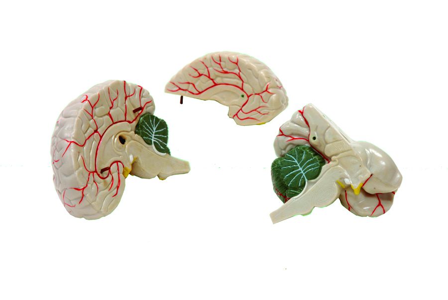 United Scientific® 3-Part Human Brain Model – Life-Size Anatomical Teaching Model for Students & Classrooms