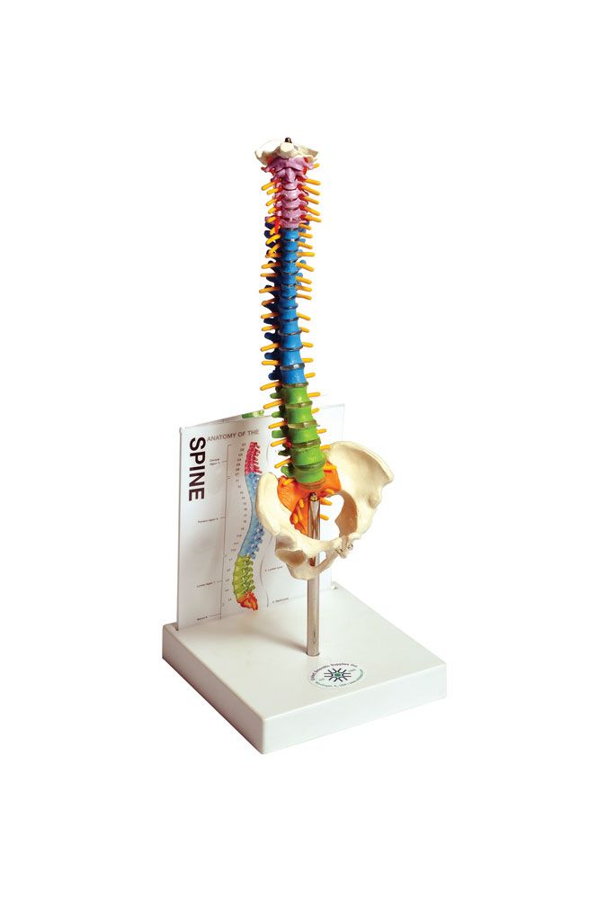 United Scientific® Human Spine Model with Fold-Out Guide – 14” Small Anatomical Vertebral Column for Study & Teaching