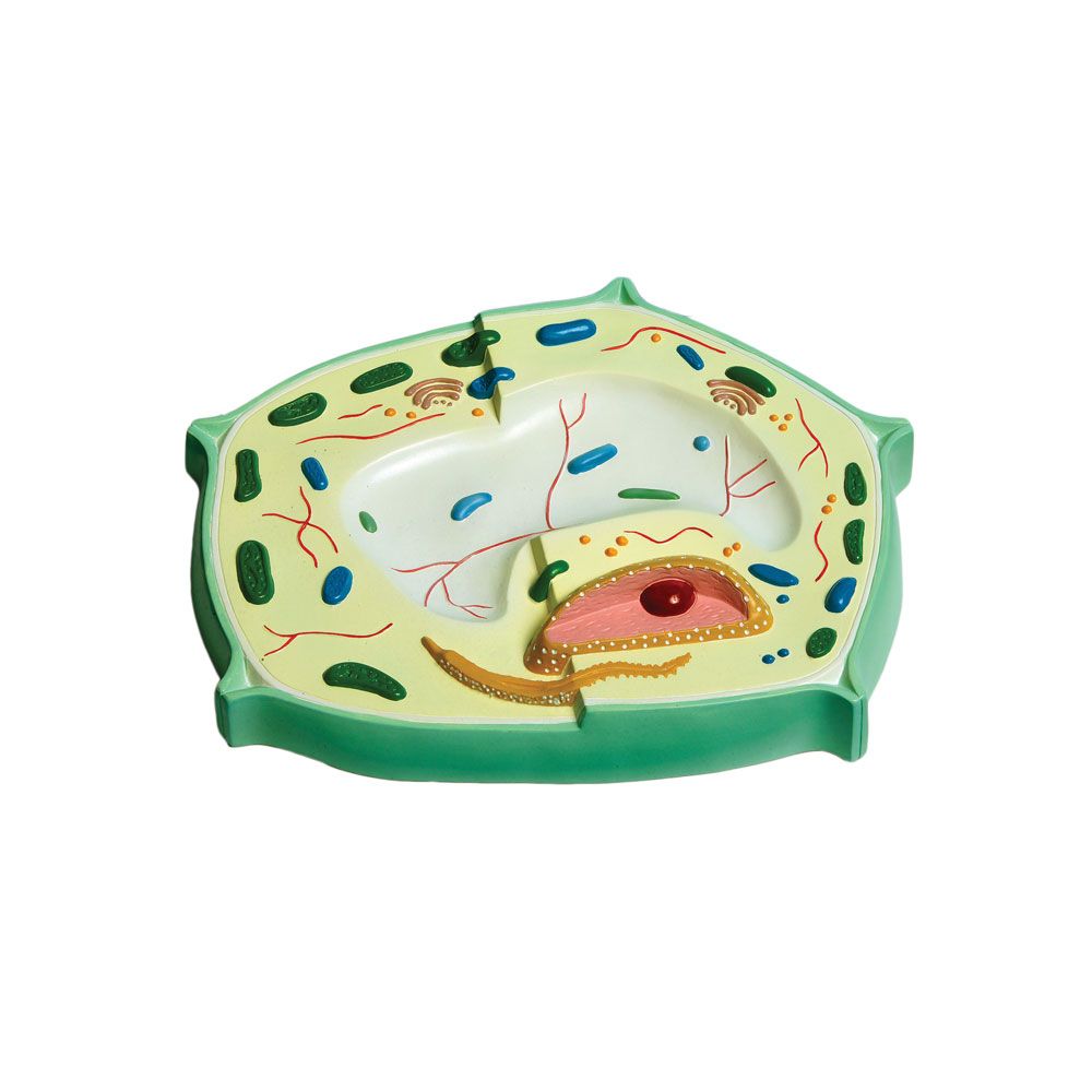 United Scientific® Plant Cell Model – Classroom Teaching Aid with Cell Wall, Cytoplasm & Nucleus