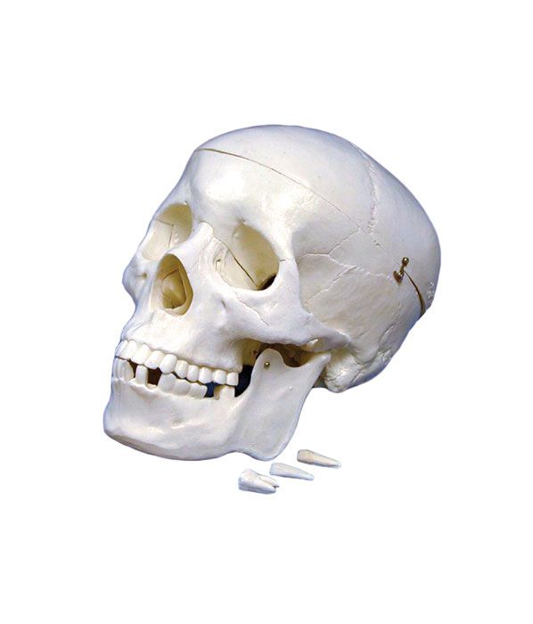 United Scientific® Human Skull Model – Life-Size Anatomy Teaching Tool with Removable Teeth & Detachable Calvarium