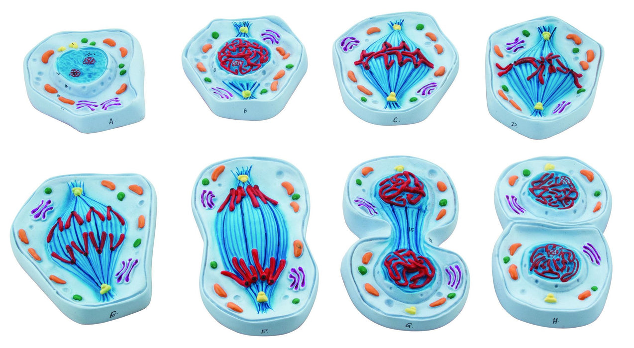 Eisco Labs Mitosis Model Set – 8 Stages of Animal Cell Division, Enlarged 3D Classroom Teaching Models with Keycard (4" x 5.8")