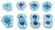 Eisco Labs Mitosis Model Set – 8 Stages of Animal Cell Division, Enlarged 3D Classroom Teaching Models with Keycard (4" x 5.8")